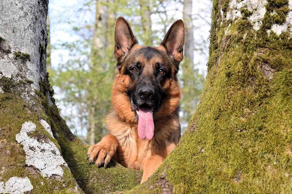 Chiens nés à l'élevage